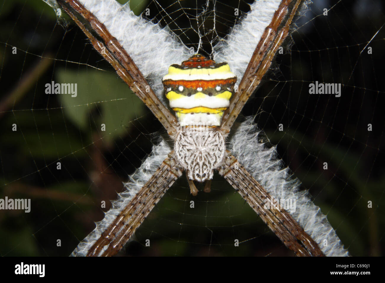 Signatur-Spinne, Wespenspinne sp, ARANEIDAE. Assam. Indien Stockfoto