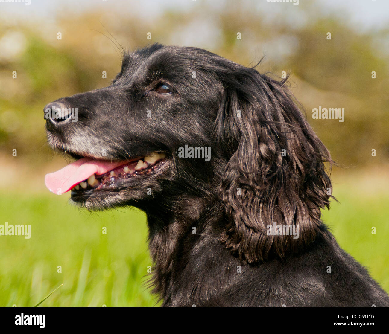 Eine ältere reifen schwarzen Cocker Spaniel saßen in einer Rasenfläche, Porträts Stockfoto