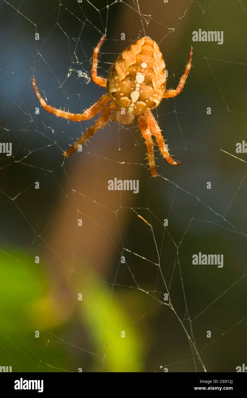 Araneus diadematus Stockfoto