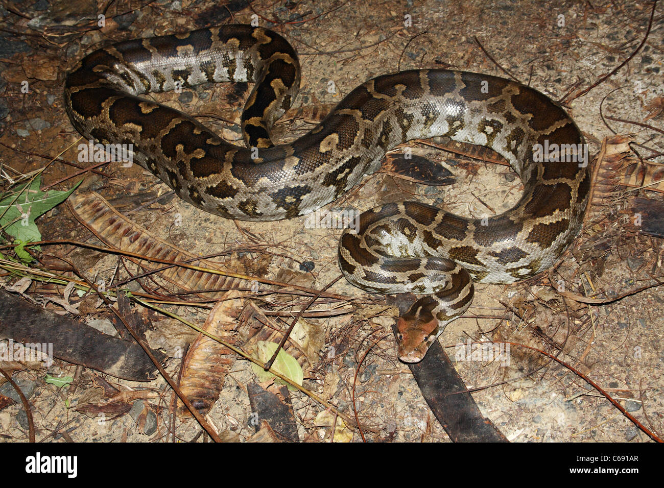 INDISCHER ROCK PYTHON. Python aus aus, nicht giftig. seltene Stockfoto
