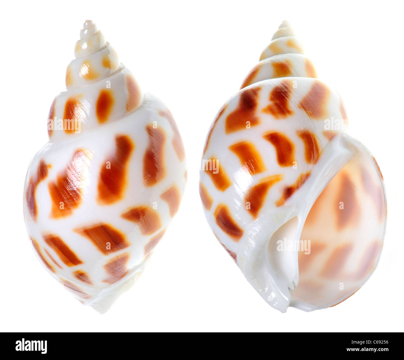 Warzenhof Babylon Muschel (Babylonia Areolata) c6cm Stockfoto