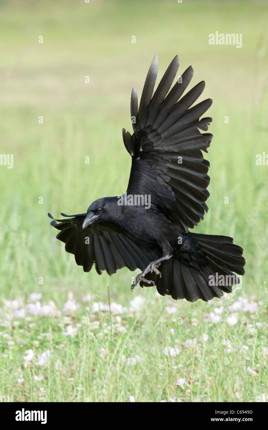 Amerikanische Krähe im Flug - vertikal Stockfoto