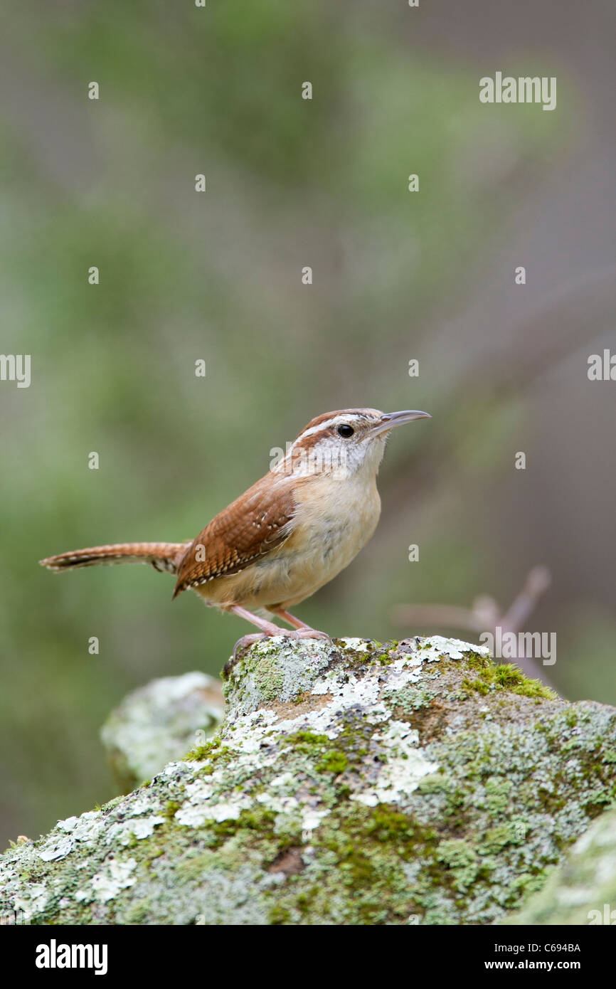 Carolina Wren auf Flechten - vertikal Stockfoto