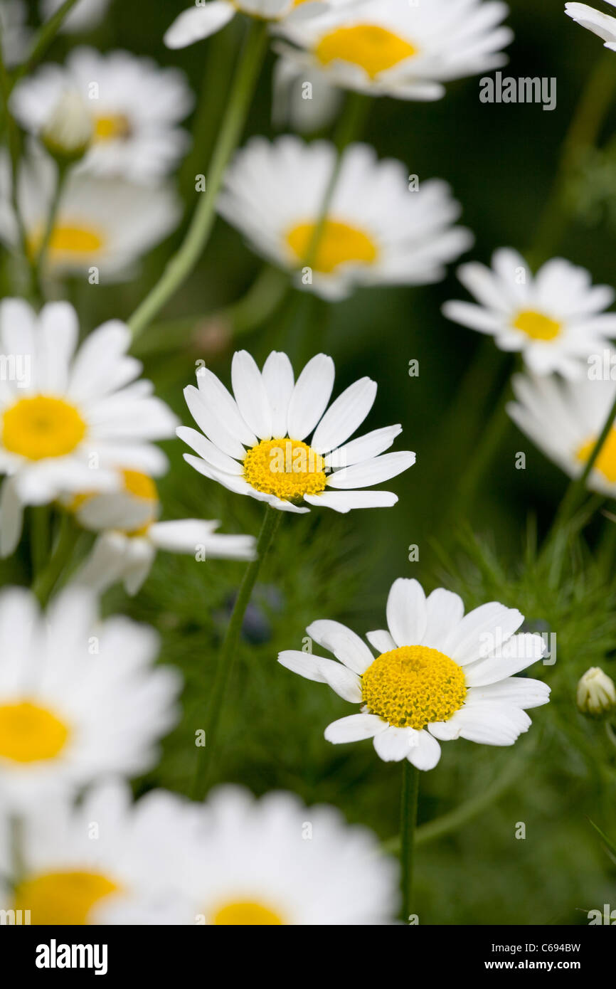 Mais-Kamille (Anthemis Arvensis) Stockfoto