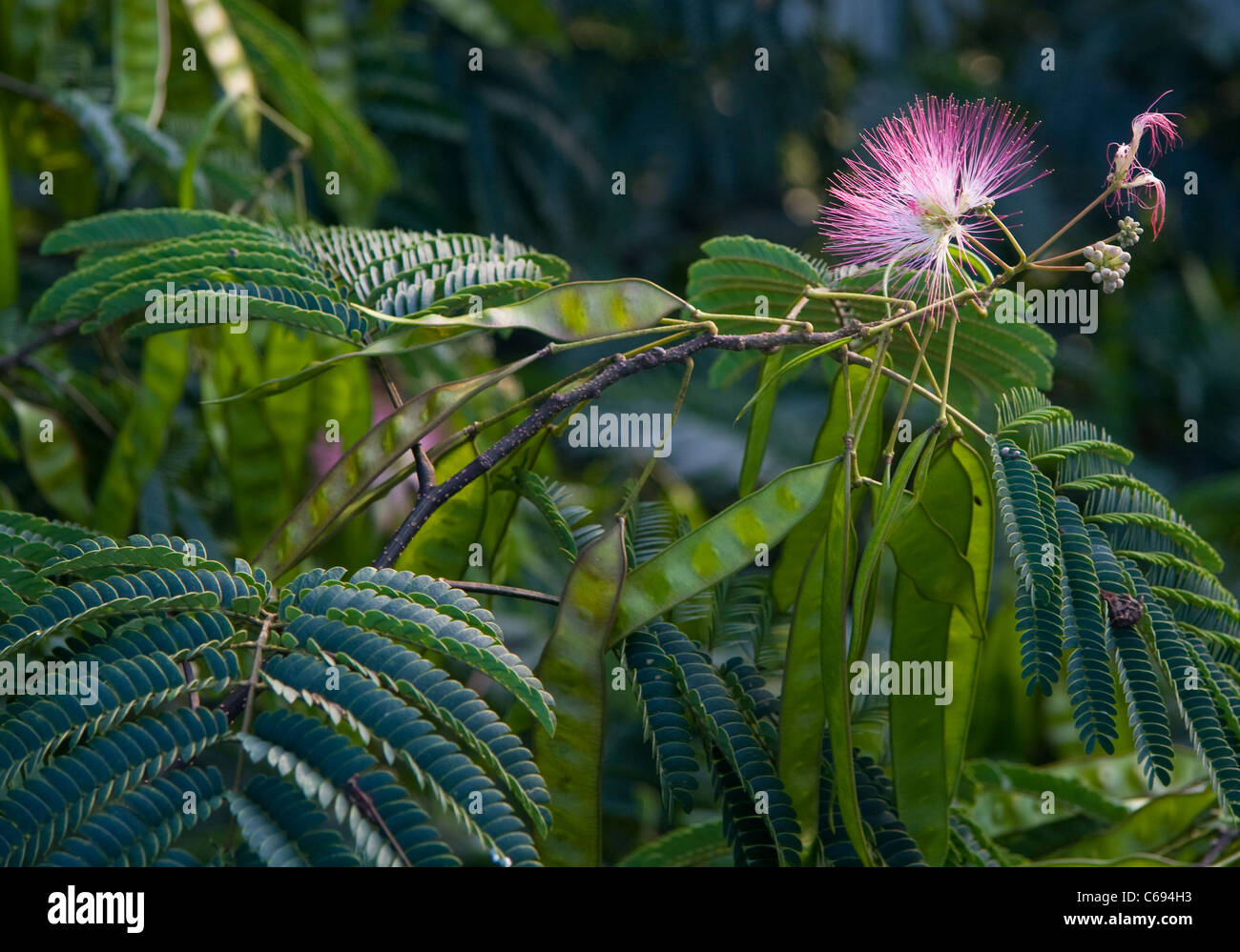 Silk Baum (Albizia) mit Blüten und Samenkapseln Stockfoto