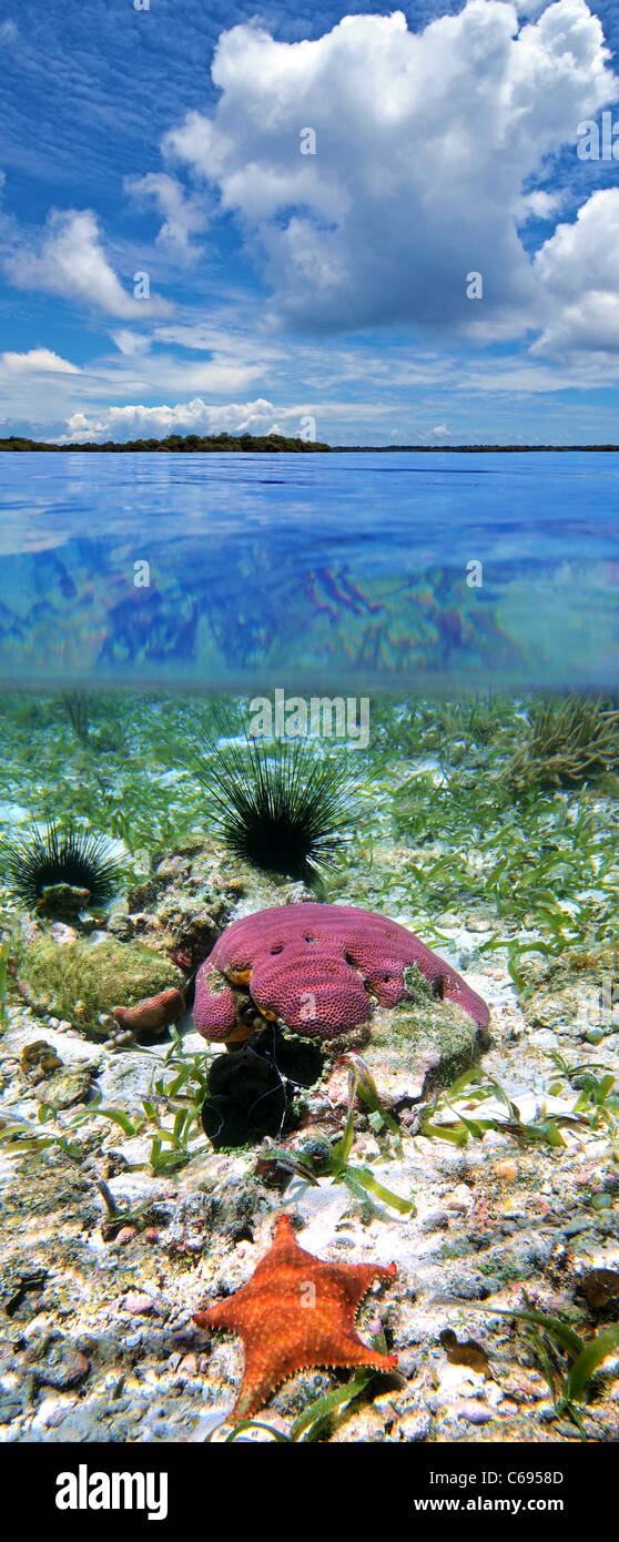 Über und unter Wasser mit bewölktem Himmel, Korallen, Seesterne und Seeigel, Karibik, Panama Stockfoto