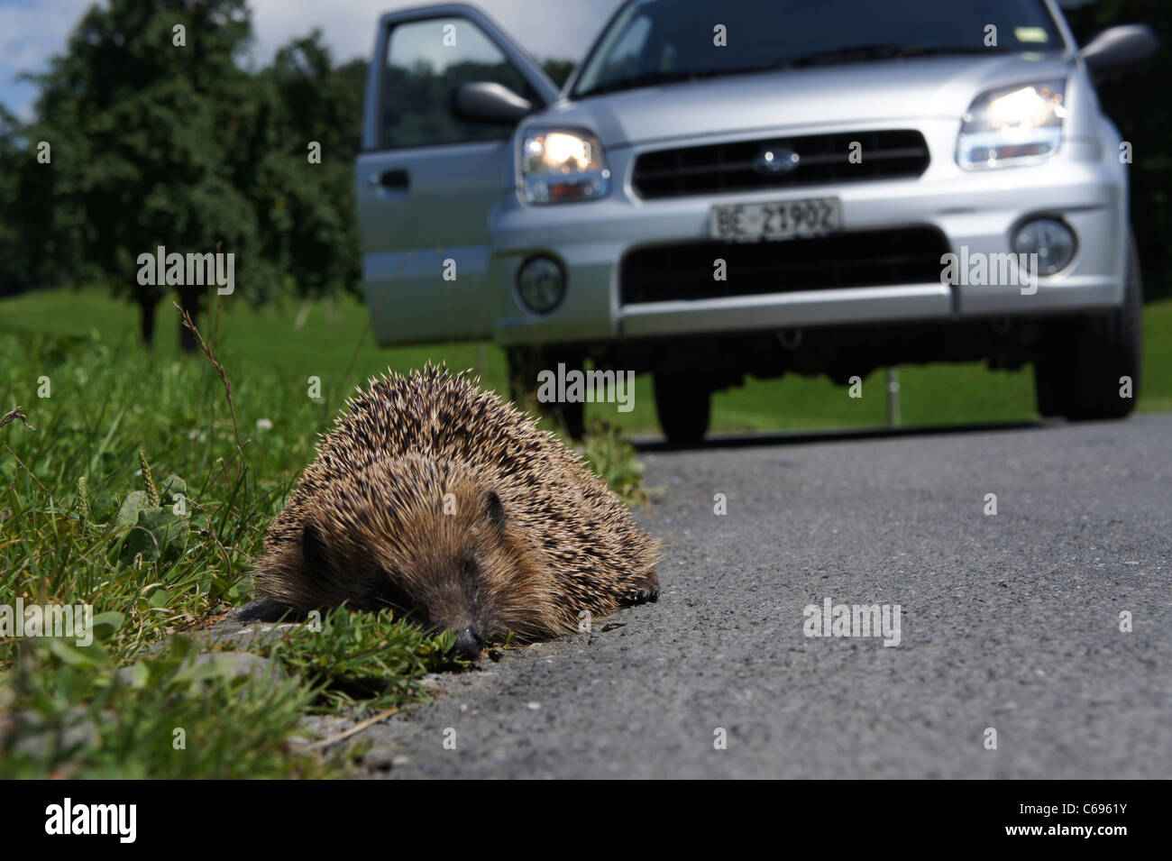 Igel vor dem Auto am Straßenrand Stockfoto