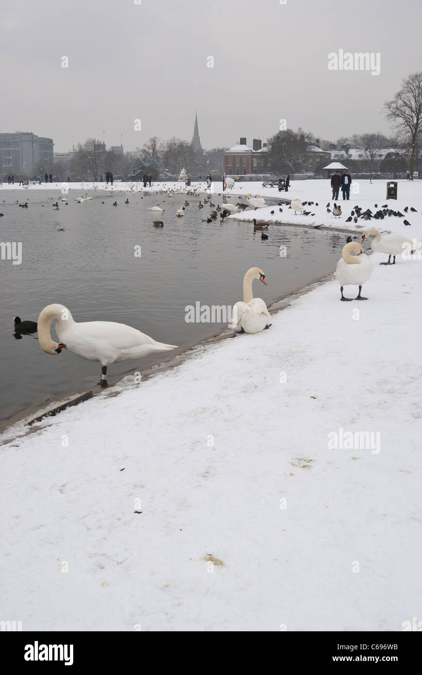 Schwäne neben dem runden Teich im Winter mit Schnee auf dem Boden und Kensington Palast im Hintergrund Stockfoto