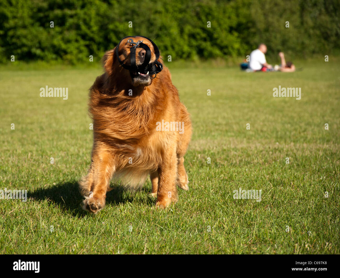 Golden Retriever Hund Gesicht Zunge Park laufen Linie Stockfoto