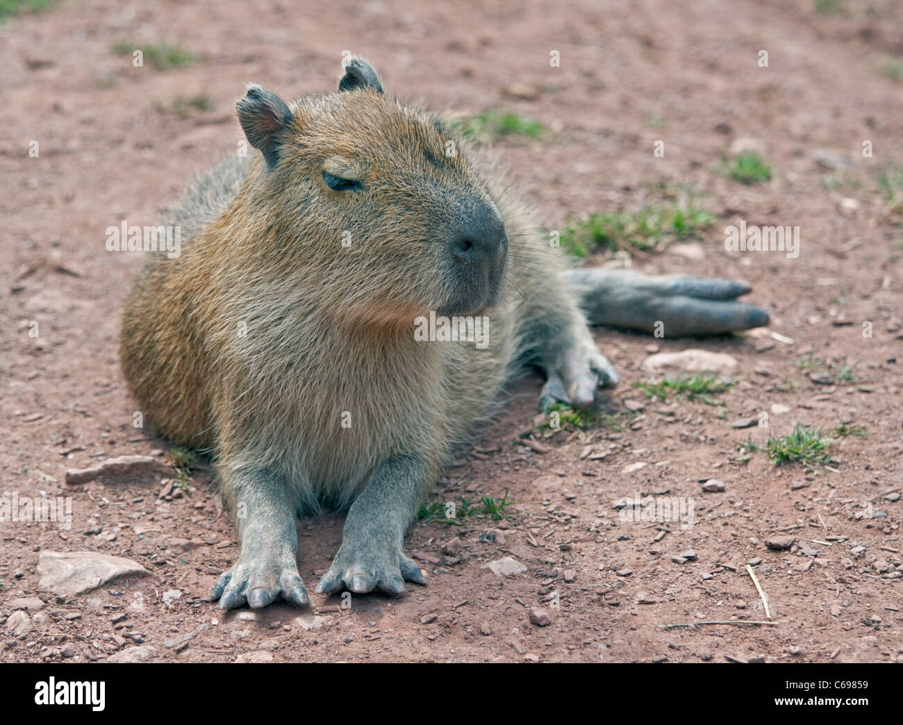 Young Wasserschwein (Hydrochoerus Hydrochaeris) Stockfoto