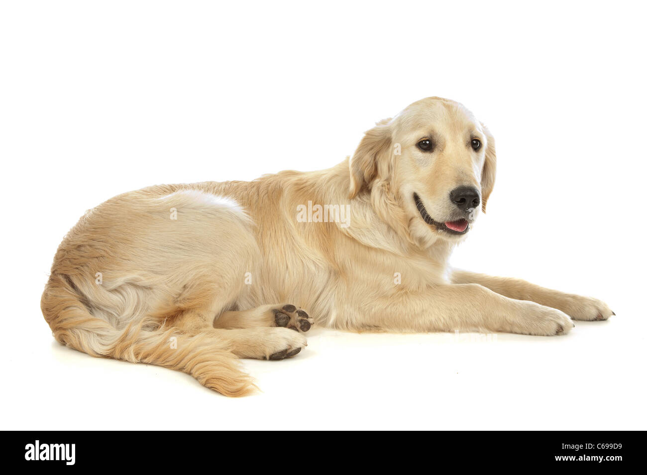 Labrador vor einem weißen Hintergrund Stockfoto