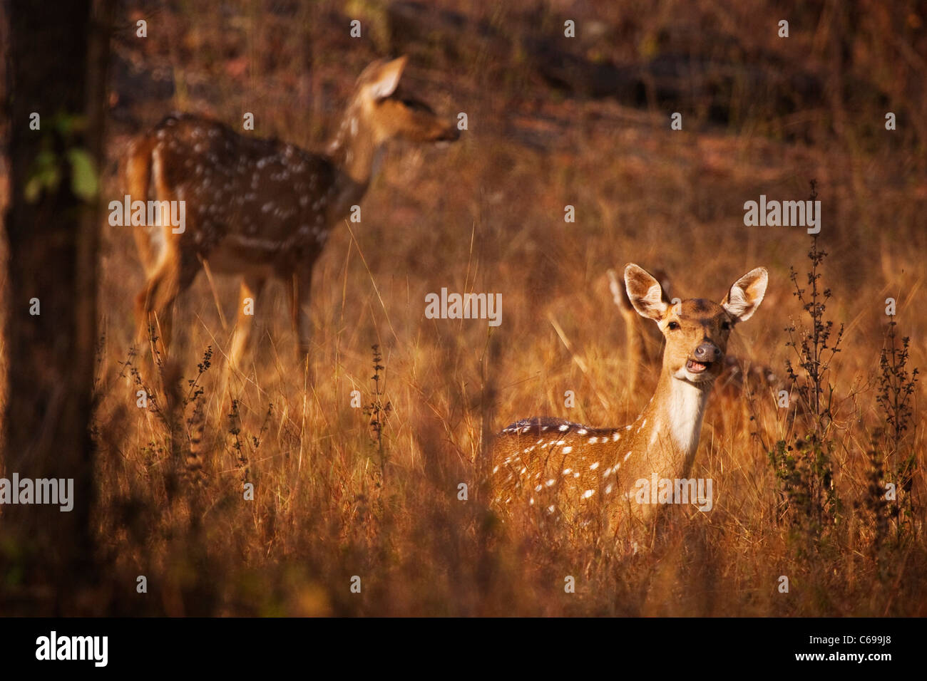 Chital oder Cheeteel (Achse-Achse) auch bekannt als Chital Rotwild oder Spotted Hirsch Stockfoto