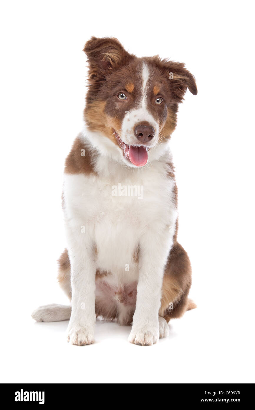 Border-Collie Welpen Hund vor einem weißen Hintergrund Stockfoto