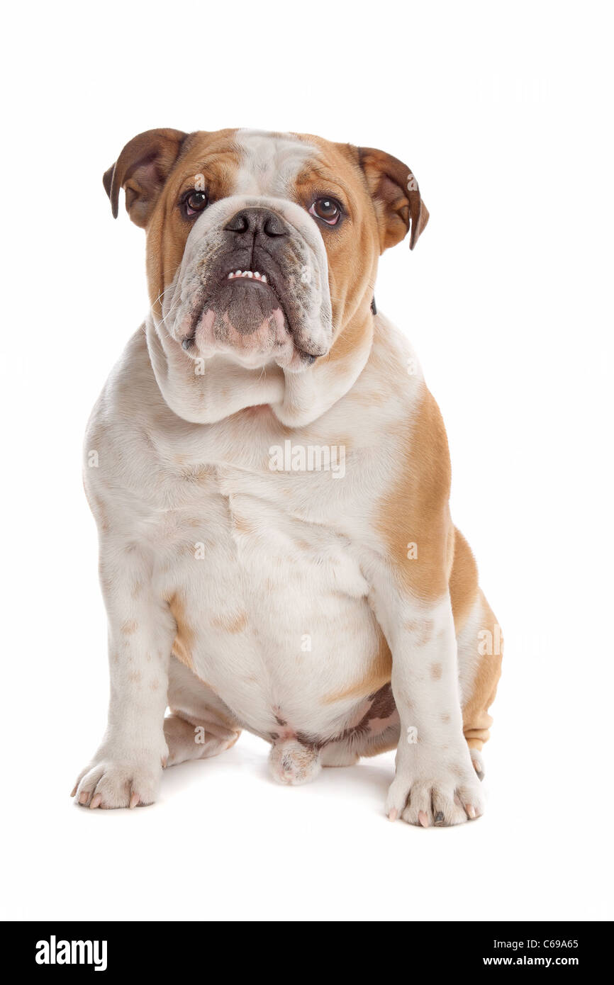 Englische Bulldogge vor einem weißen Hintergrund Stockfoto