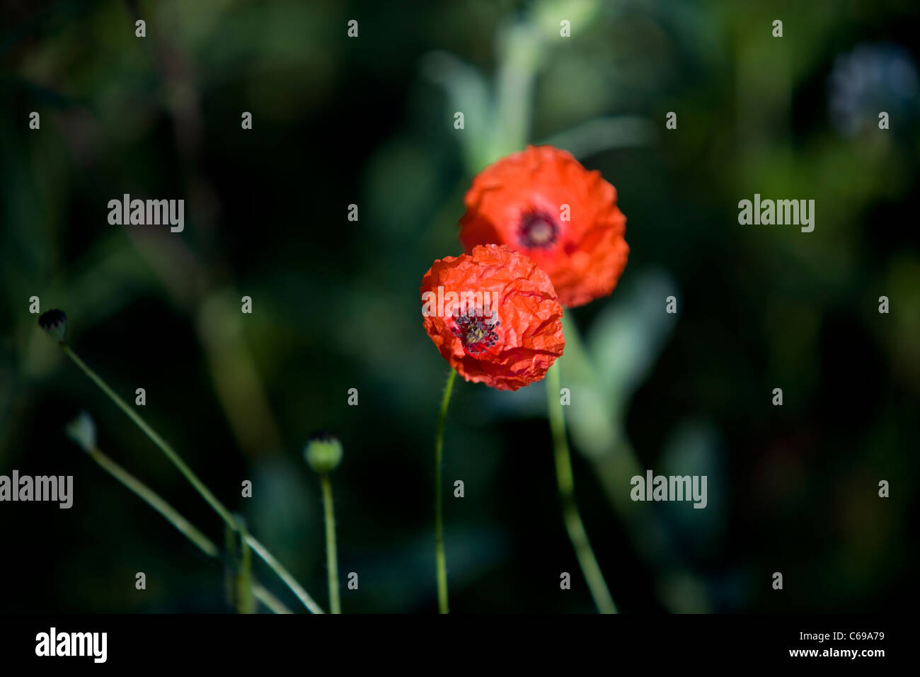 Feld Mohn Papaver Rhoeas mit Feldblumen im Hintergrund Stockfoto