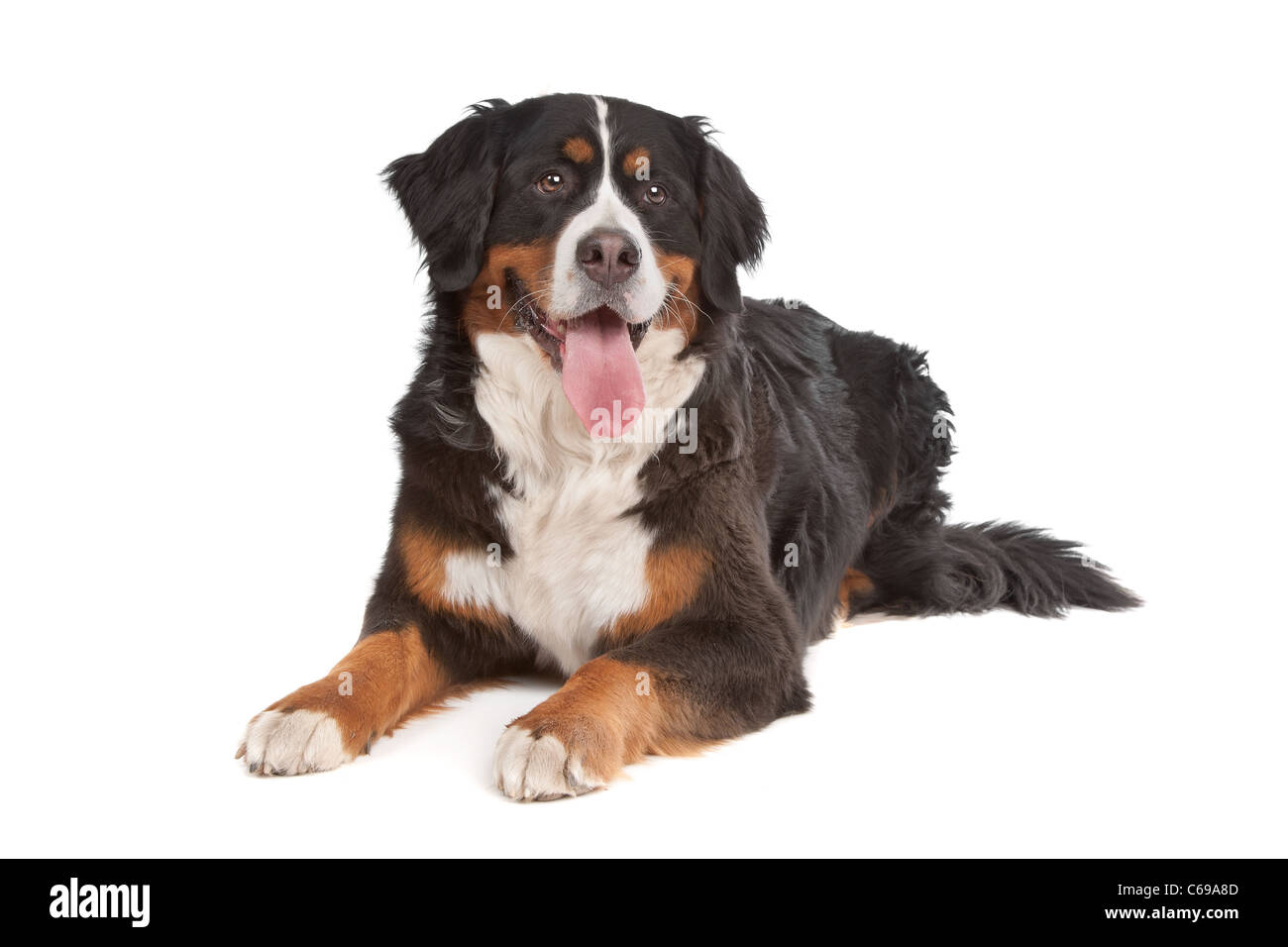 Berner Sennenhund vor einem weißen Hintergrund Stockfoto