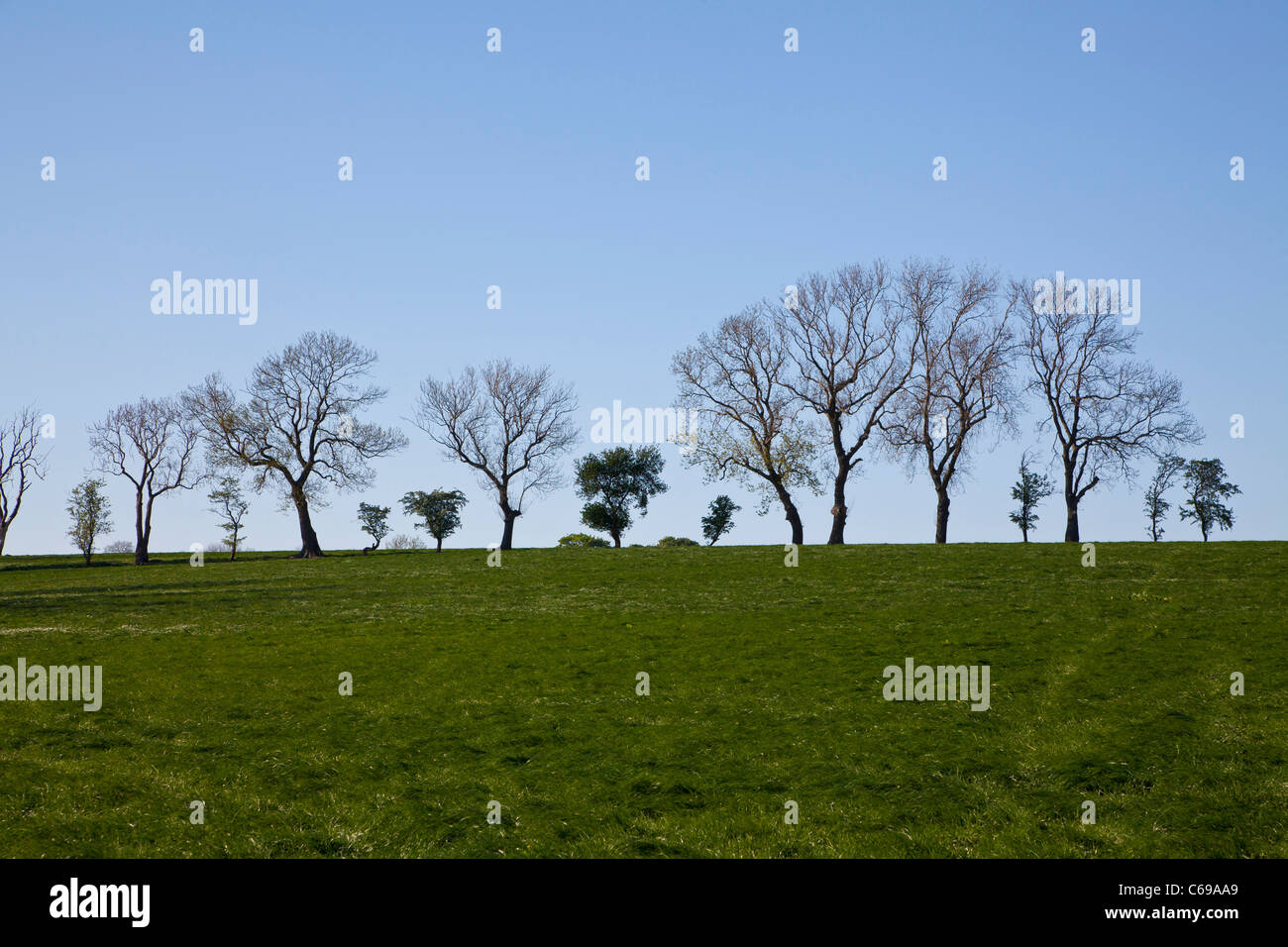 Baum-Silhouette auf Hall Lane, Leathley, North Yorkshire. Stockfoto