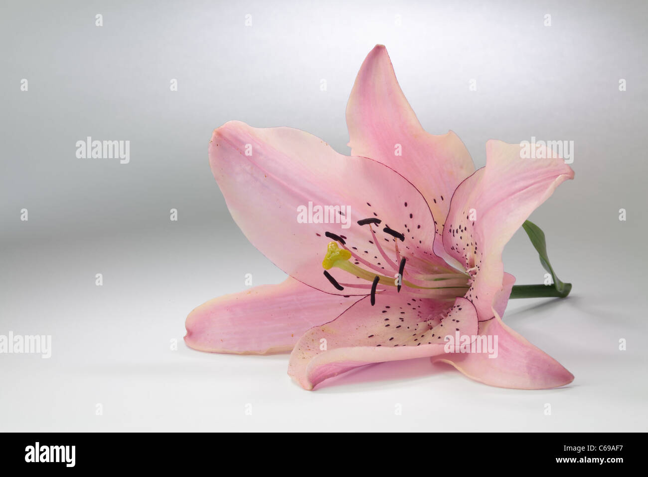 Rosa Lilie liegend auf einem weißen Fleck beleuchteten Hintergrund Stockfoto