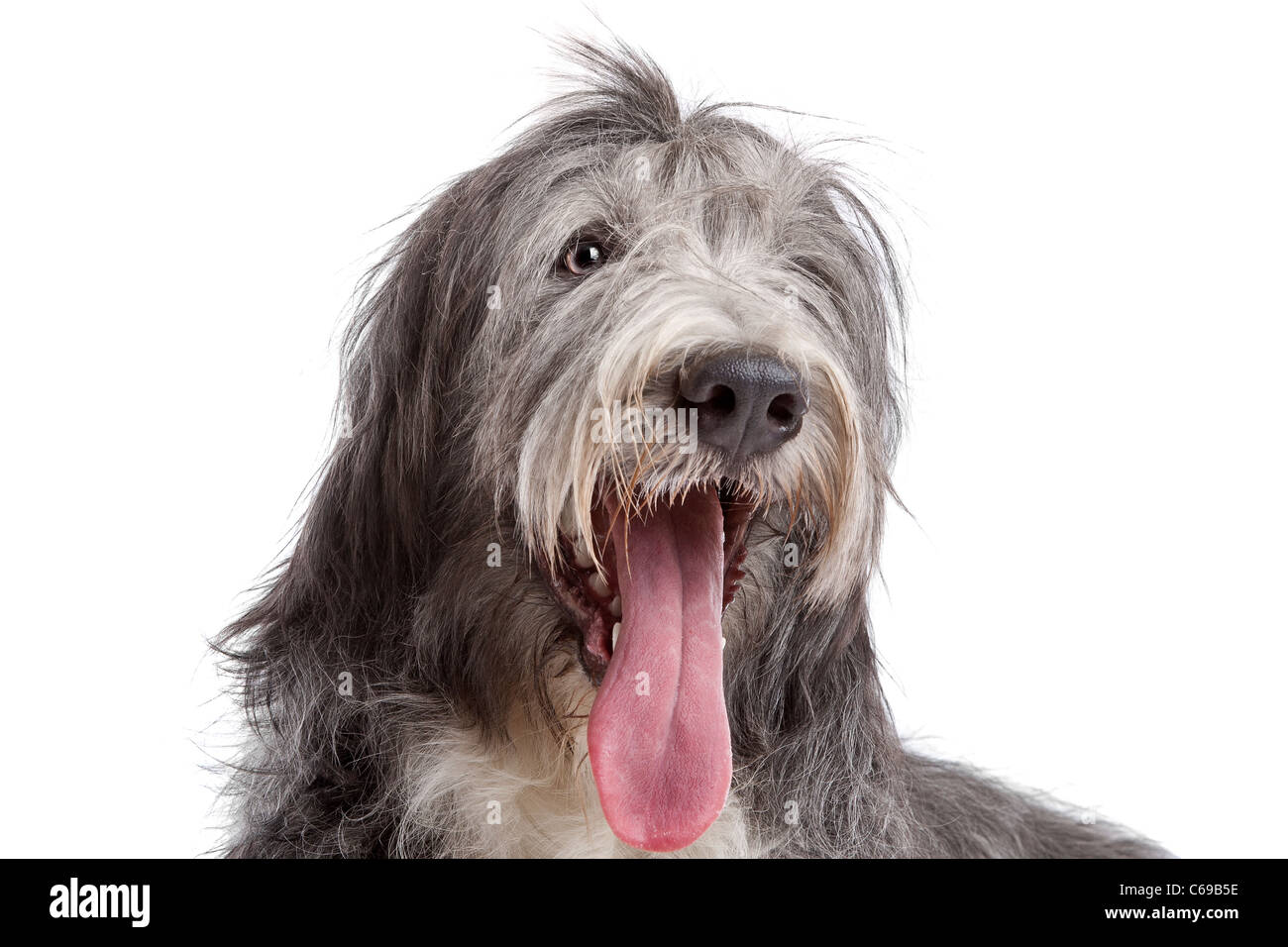 Bearded Collie vor einem weißen Hintergrund Stockfoto