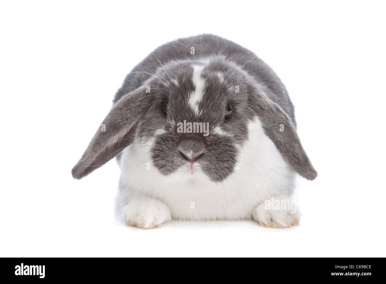 Angora Kaninchen vor einem weißen Hintergrund Stockfoto