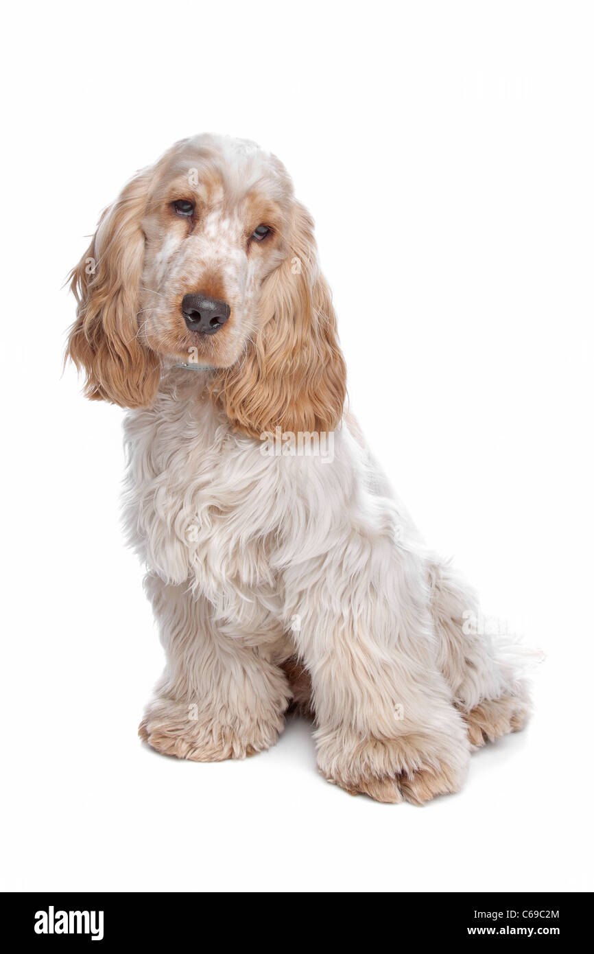English Cocker Spaniel vor einem weißen Hintergrund Stockfoto