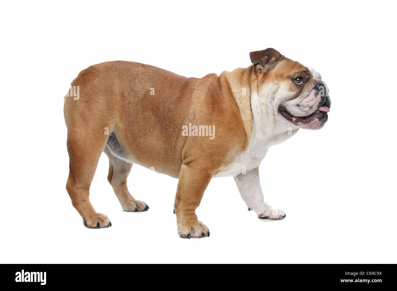 Englische Bulldogge vor einem weißen Hintergrund Stockfoto