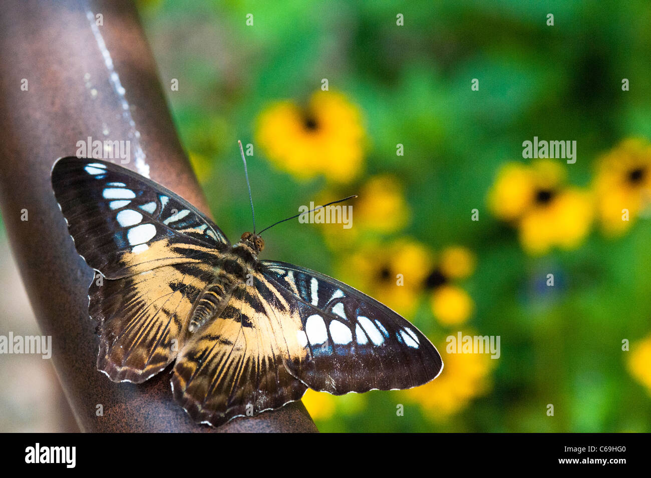 Clipper (Parthenos Sylvia) Stockfoto