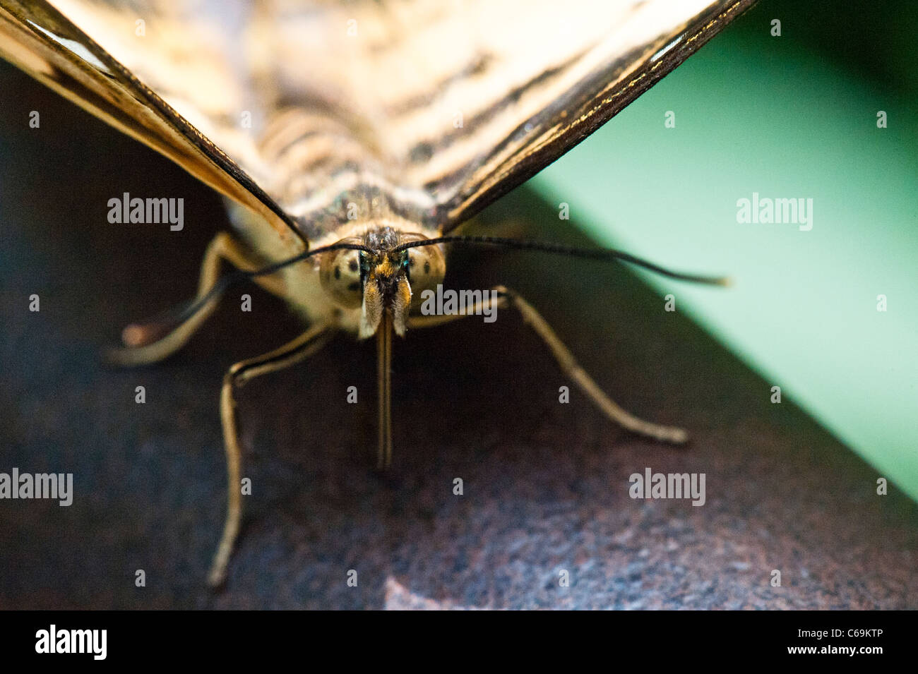 Clipper (Parthenos Sylvia) Stockfoto