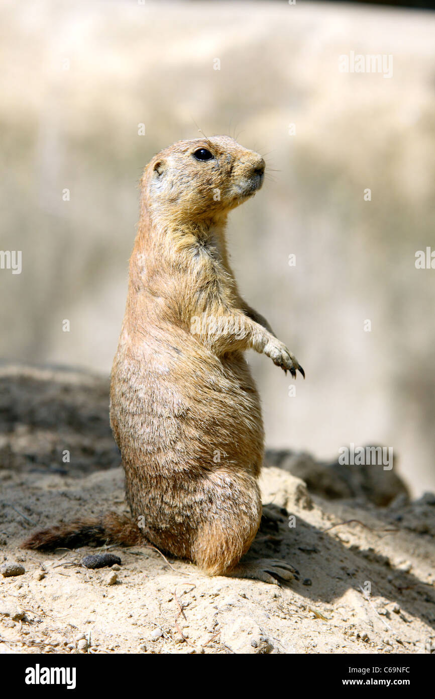 Murmeltier-Natur hautnah Stockfoto