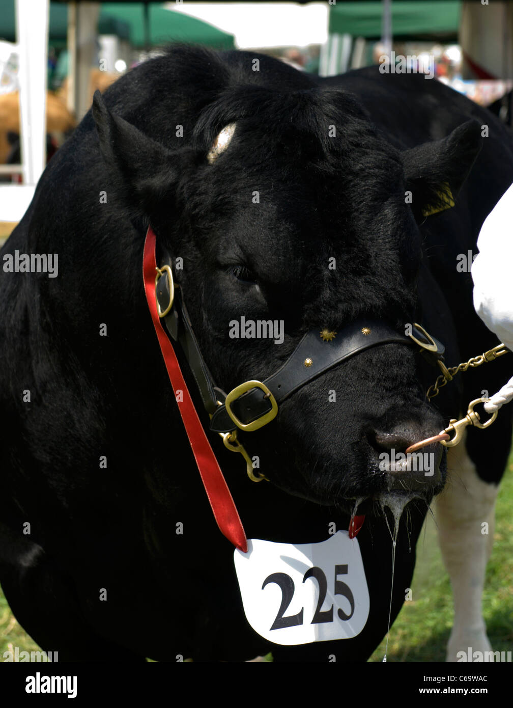 Eine britische Blue Bull bereit für die Beurteilung bei der Mid Devon Show Stockfoto Eine britische Blue Bull bereit für die Beurteilung bei der Mid Devon Show Stockfoto