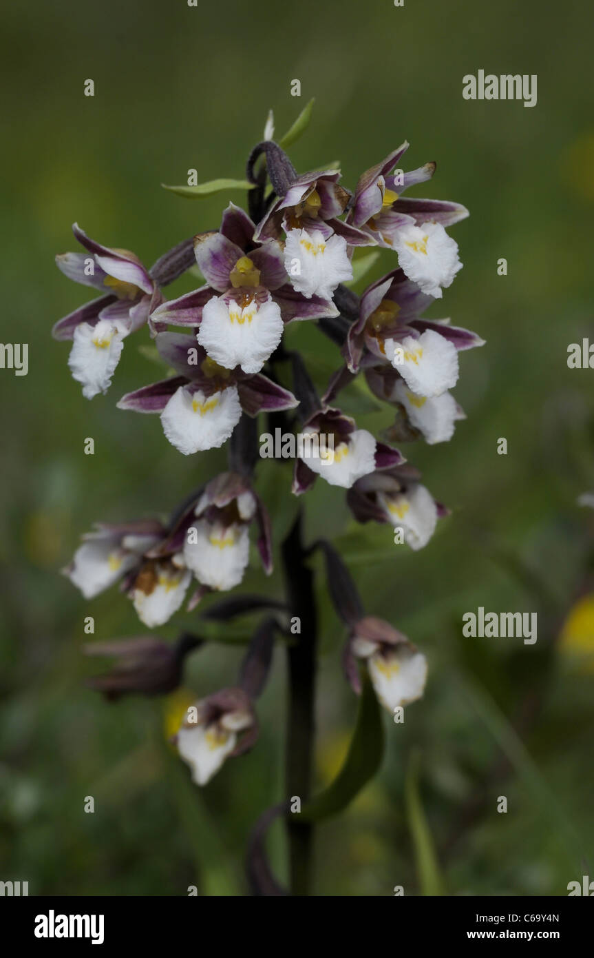 Marsh helleborine Stockfoto