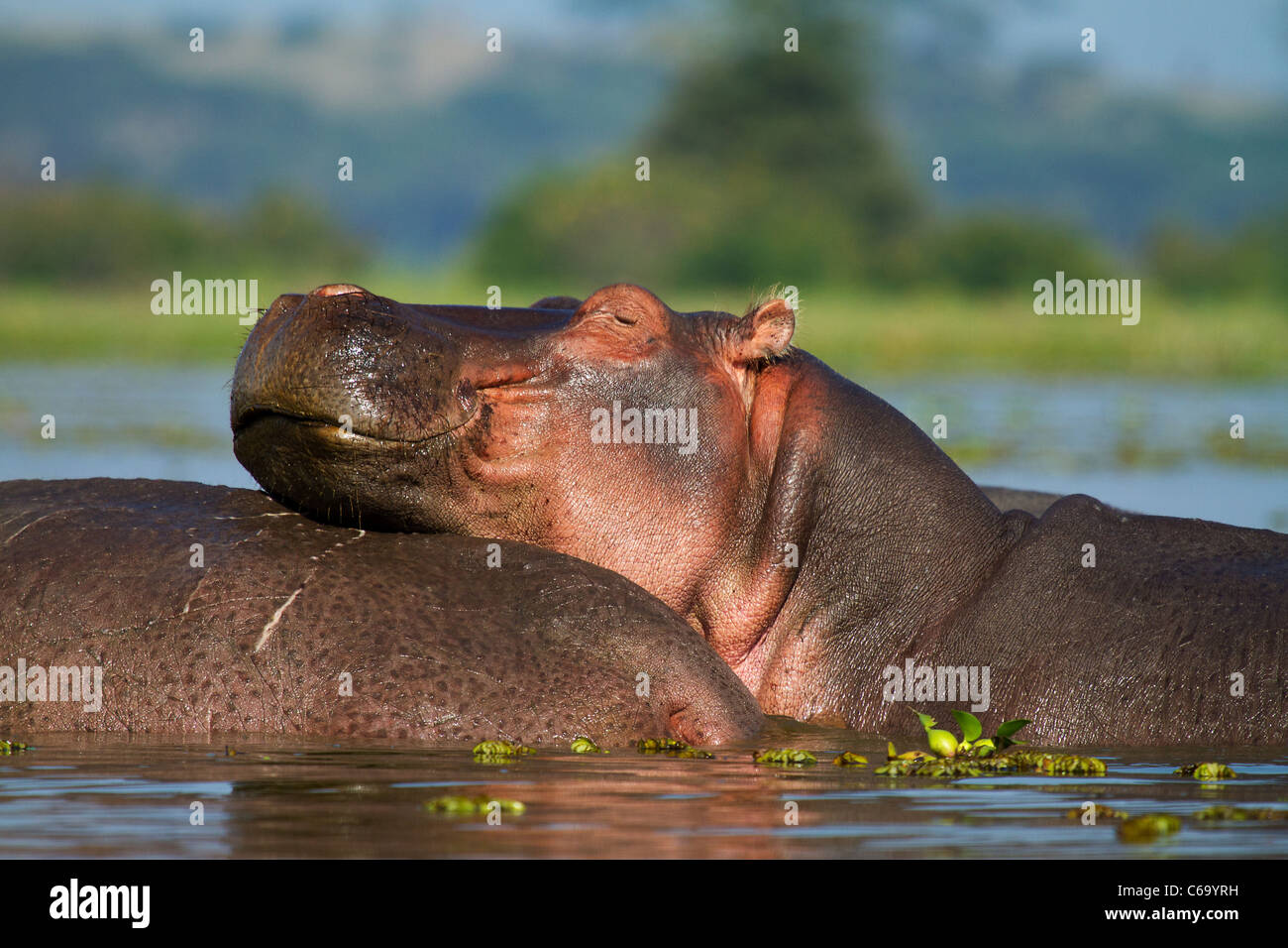 Faul, afrikanische Flusspferd im Wasser Stockfoto