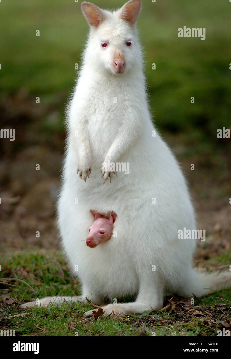 Ein Baby oder joey Wallaby schaut aus der Tasche seiner Mutter heraus, in der Wohnung von Mary Loder, die die Tiere in Leonardslee in Lower Beeding 2006 züchtet Stockfoto