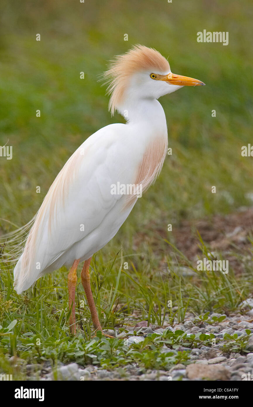 Kuhreiher, Buff-backed Heron (Bubulcus Ibis, Ardeola Ibis) stehend auf Kieselsteinen. Stockfoto