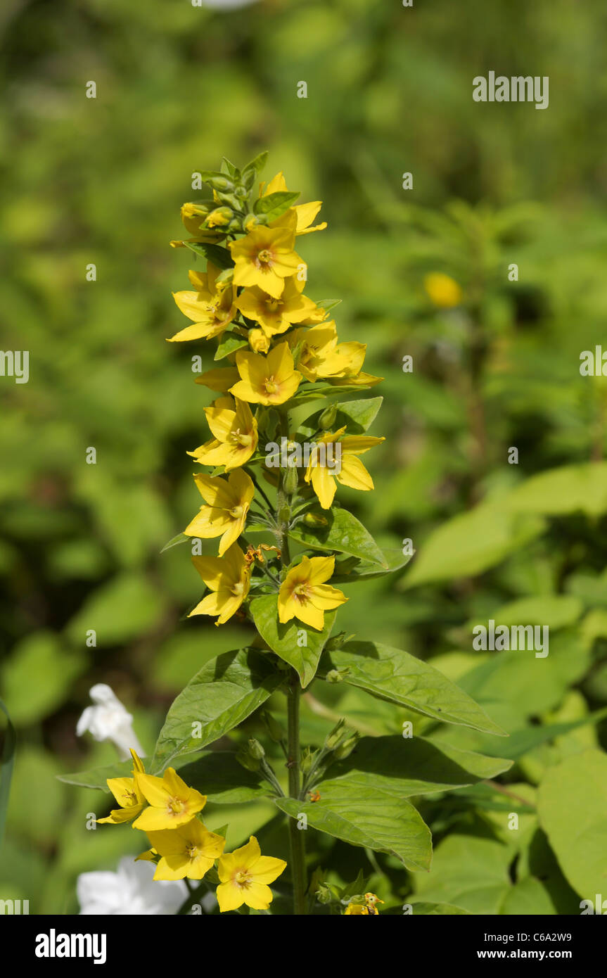 Gilbweiderich Stockfoto