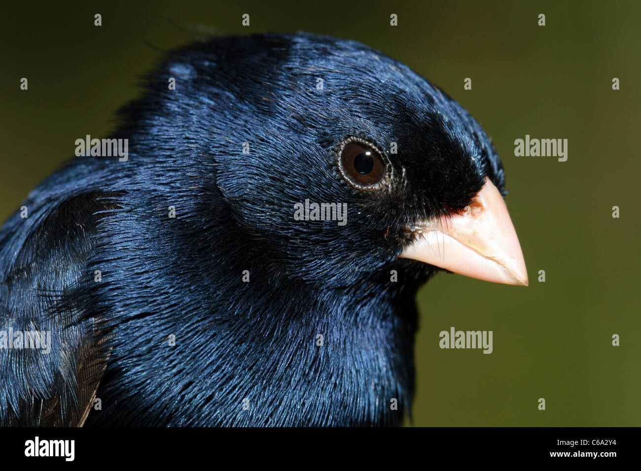 Schwarz-weiß-Männchen, Lonchura bicolor, Äthiopien Stockfoto