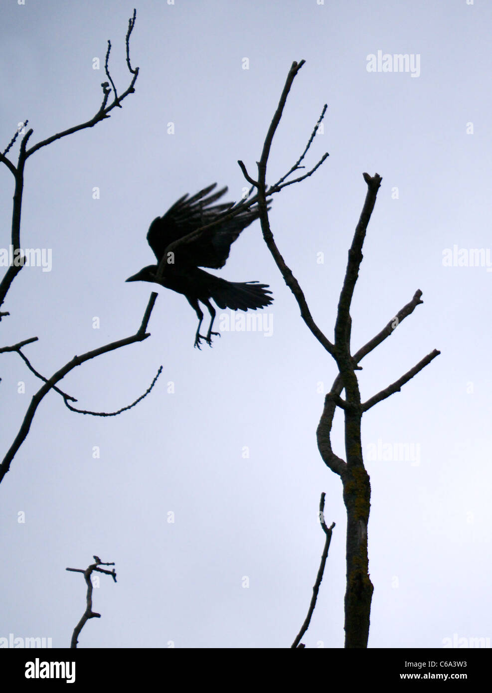 Silhouette von fliegenden Krähe Stockfoto