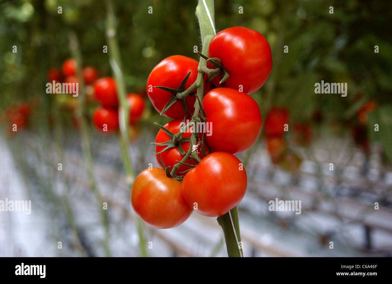 Die höheren Lycopin-Tomaten wachsen auf der Rebe an Runcton Baumschule in der Nähe von Chichester West Sussex UK Stockfoto