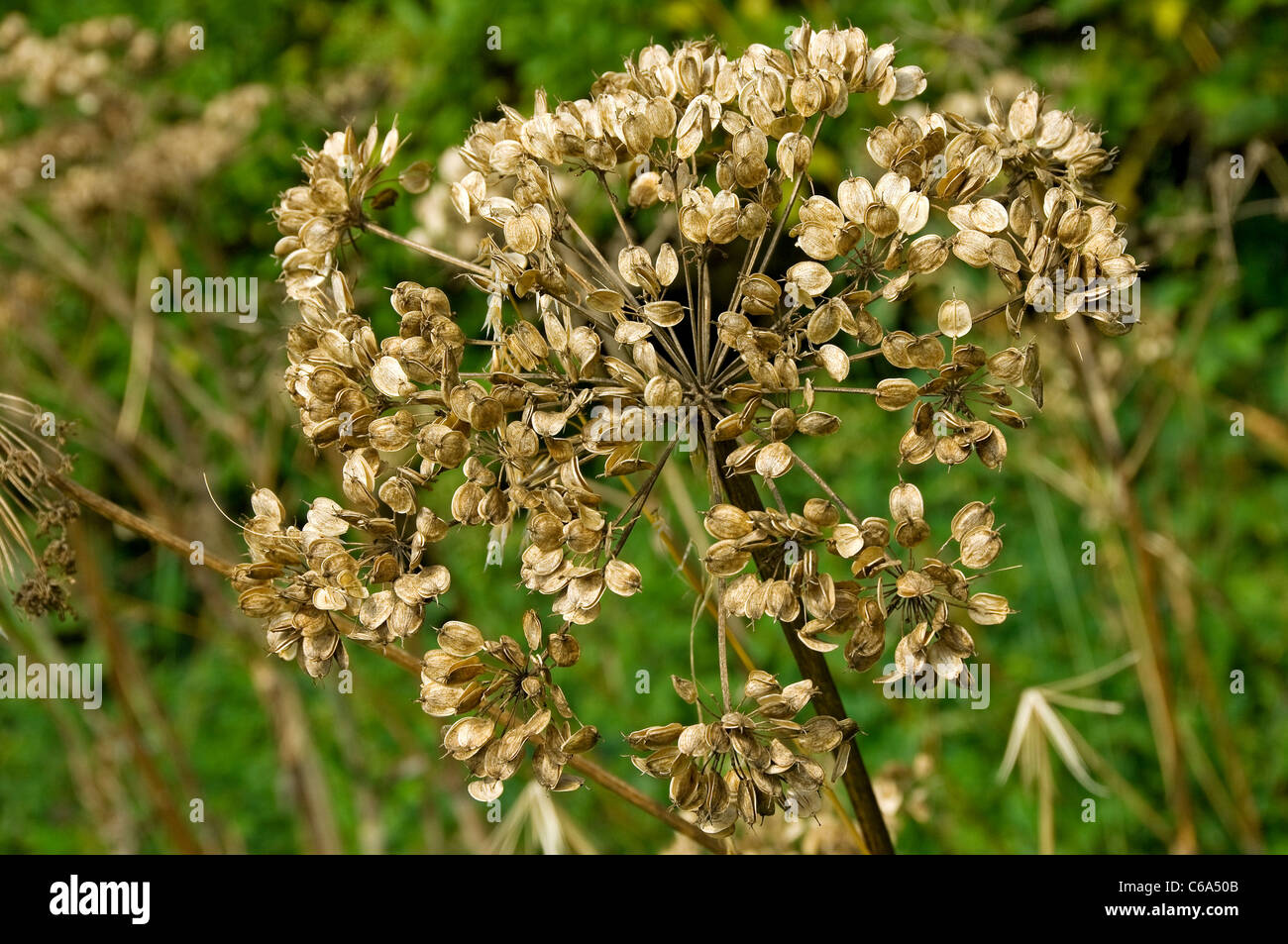Kuh Petersilie Nahaufnahme Samen Köpfe Saatkopf (anthriscus sylvestris) Im Sommer England GB Vereinigtes Königreich GB Großbritannien Stockfoto