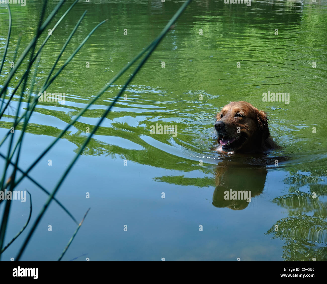 Aktion; aktiv; Hund Tier; Doggy; Inland; Freund; Spaß; Golden; gut; glücklich; Schwimmen; Bracke; Stockfoto