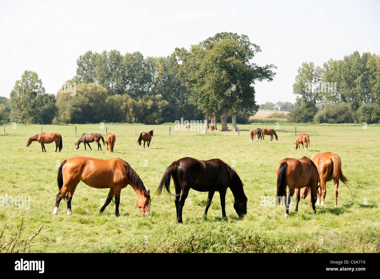 Rennen Sie Pferde grasen auf einer Wiese Rasen (Normandie, Frankreich). Stockfoto