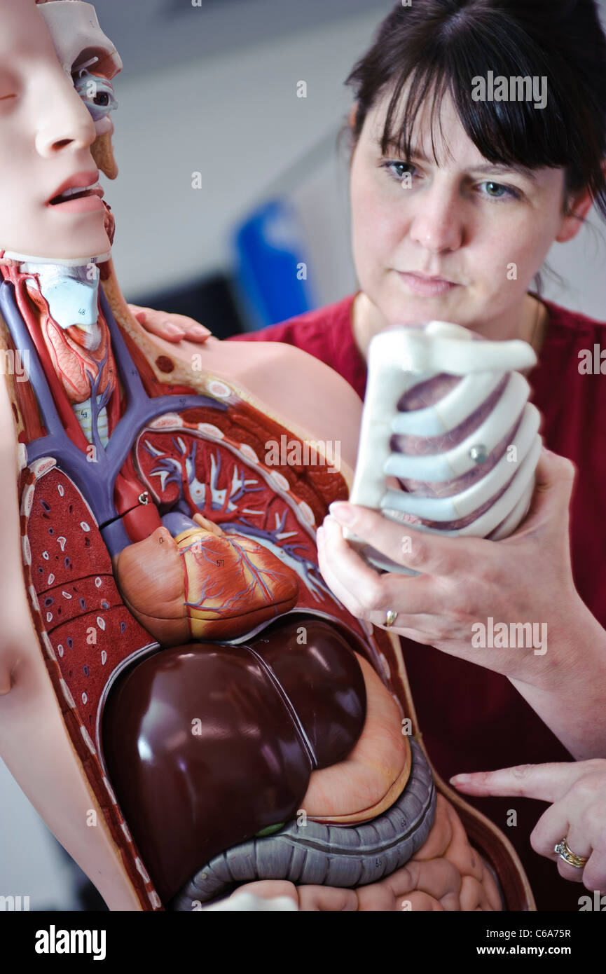 Studentin weißen Krankenschwestern und Lehrer, die Interaktion mit menschlichen Anatomie anatomische Modell Stockfoto