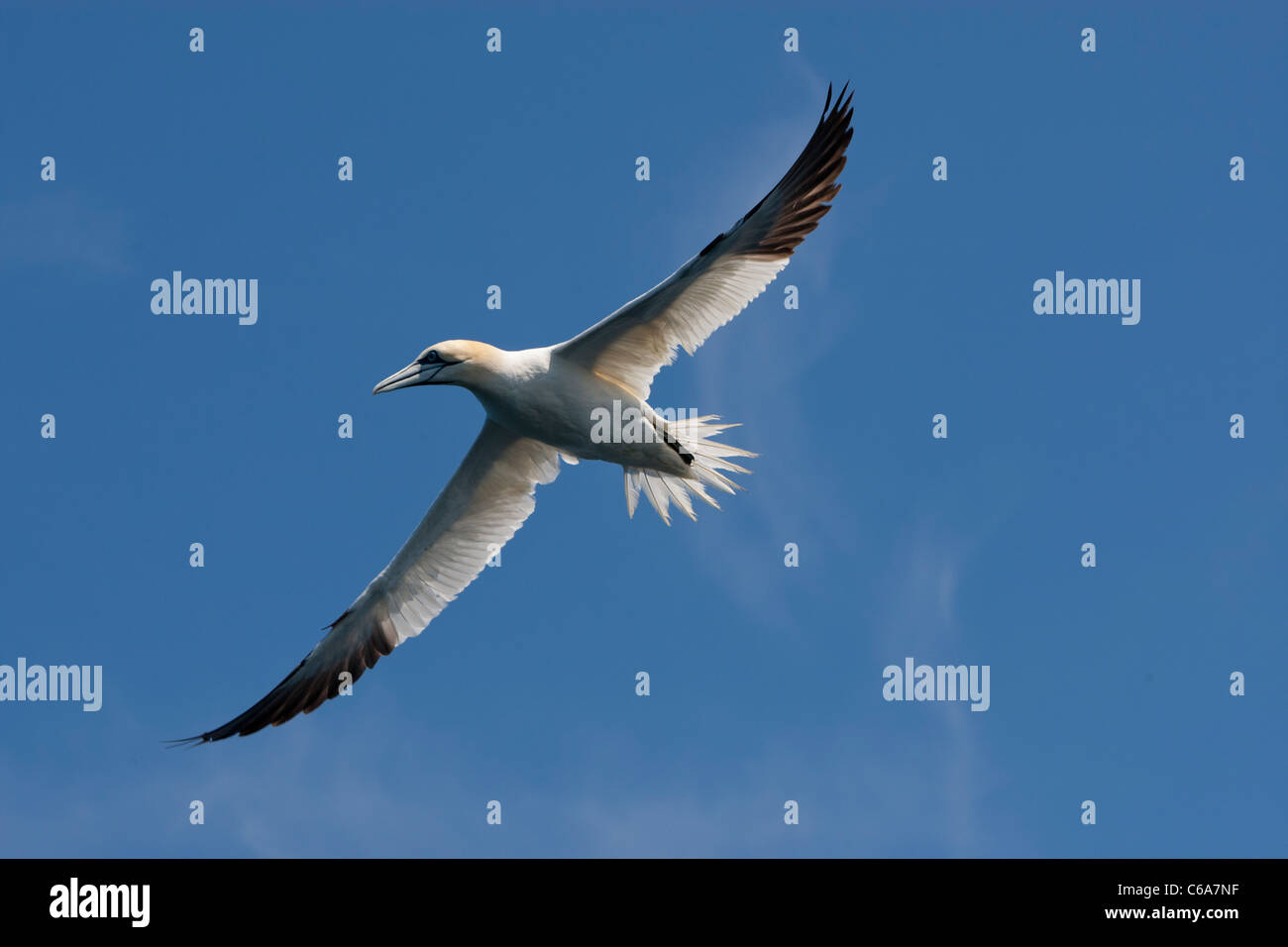 Morus Bassanus - Basstölpel Stockfoto