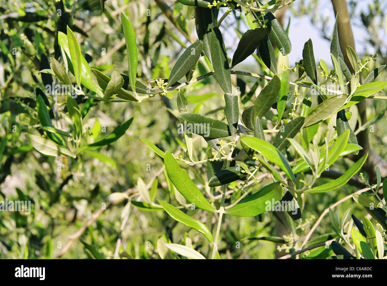Olive tree in flower -Fotos und -Bildmaterial in hoher Auflsung  Alamy