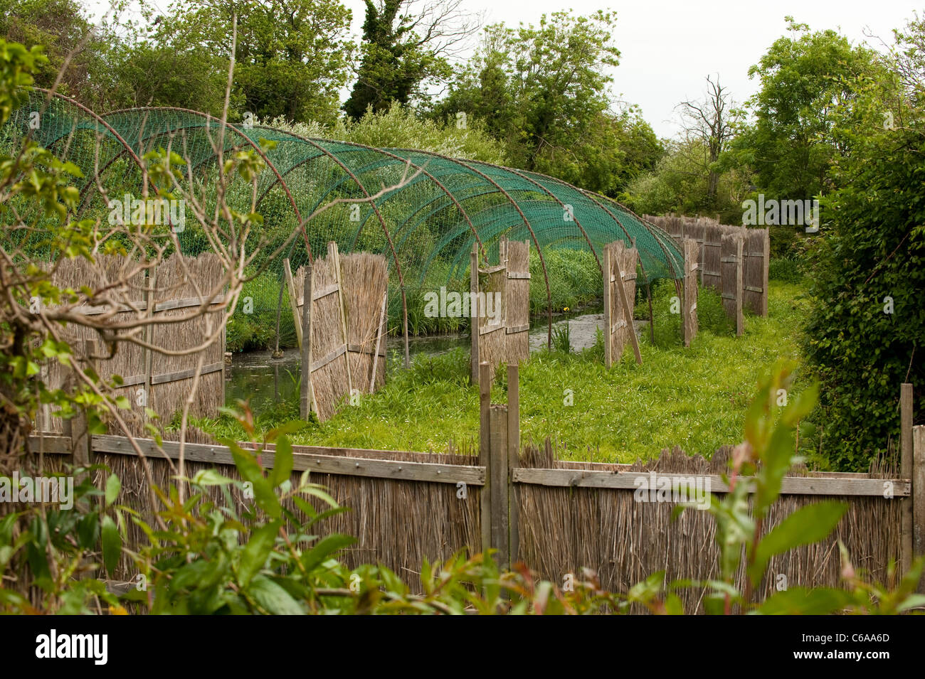Ente-Köder an Slimbridge WWT in Gloucestershire Stockfoto