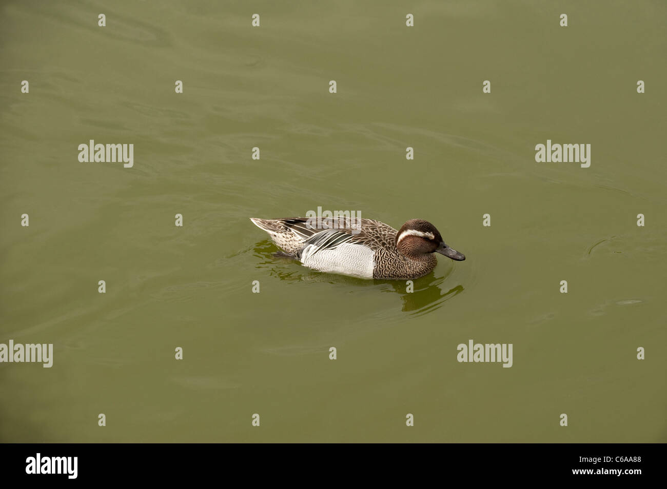 Männliche Garganey, Anas Querquedula, an Slimbridge WWT in Gloucestershire Stockfoto