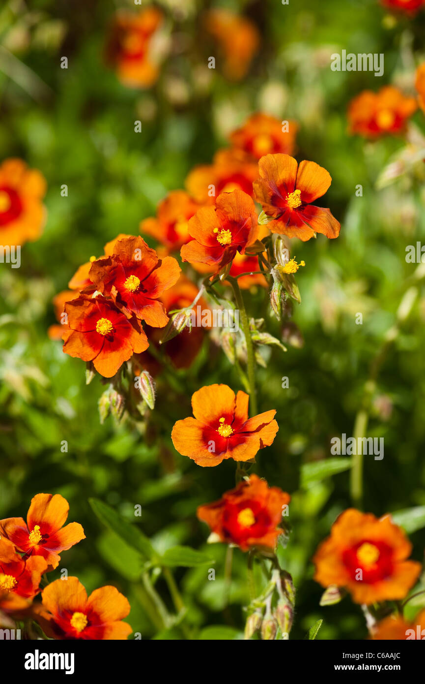 Helianthemum 'Ben Heckla', Rock Rose Stockfoto