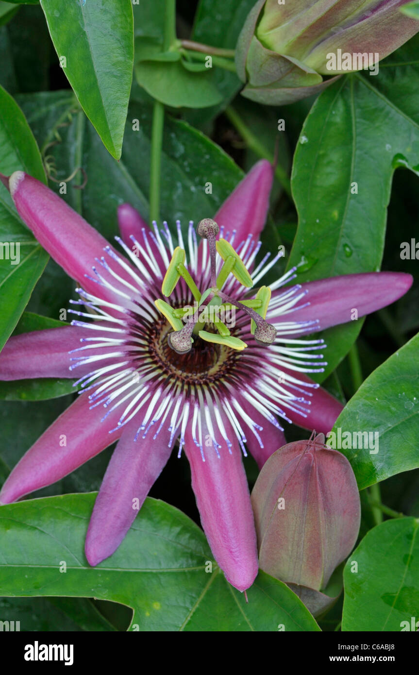 Passionsblume: Passiflora x violacea Stockfoto