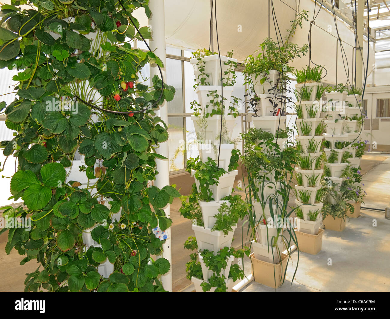 Erdbeeren wachsen hydroponisch in Disney World Leben mit The Land Attraktion im Land-Pavillon, Epcot, Florida Stockfoto