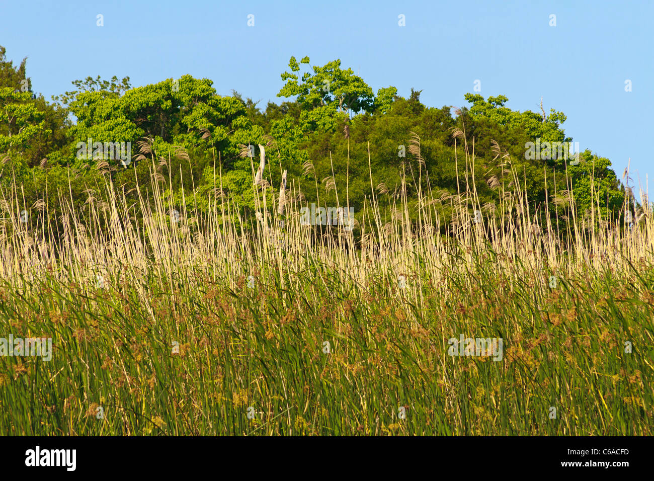Sehafer und Sawgrass mit harten Holz Bäume entlang der Apalachicola River in der Stadt der Apalachicola entlang der Florida Panhandle. Stockfoto